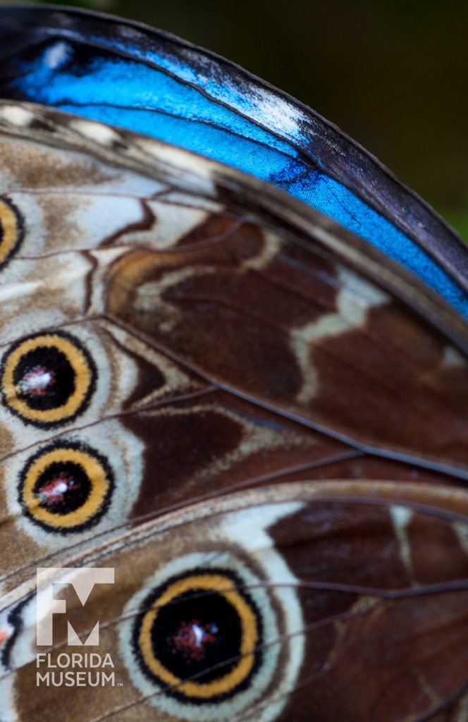 Blue morpho wing eyes