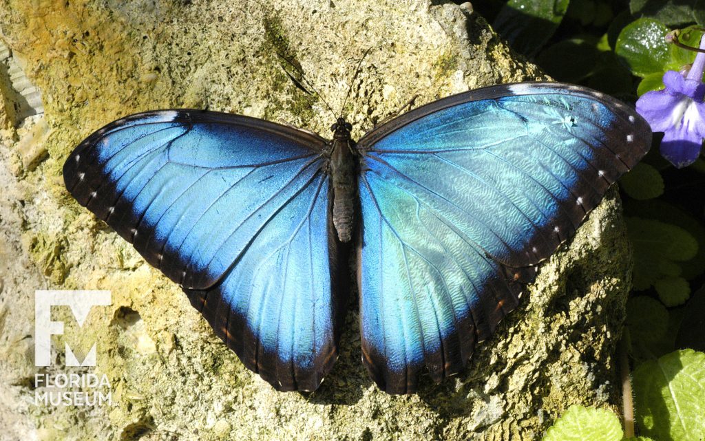 Blue morpho butterfly blue upperwings