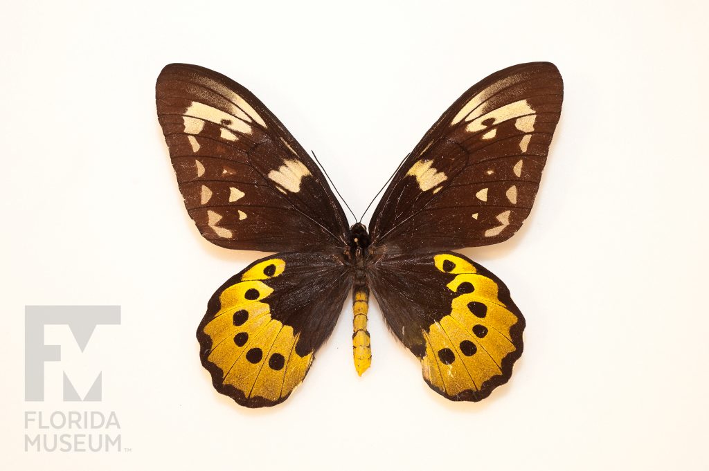 large brown butterfly with yellow crescents