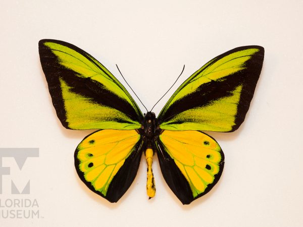 large black and yellow butterfly specimen