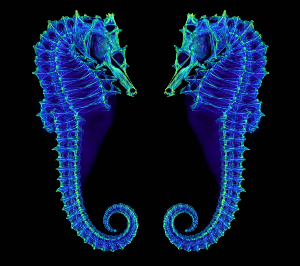 CT scan of lined seahorse