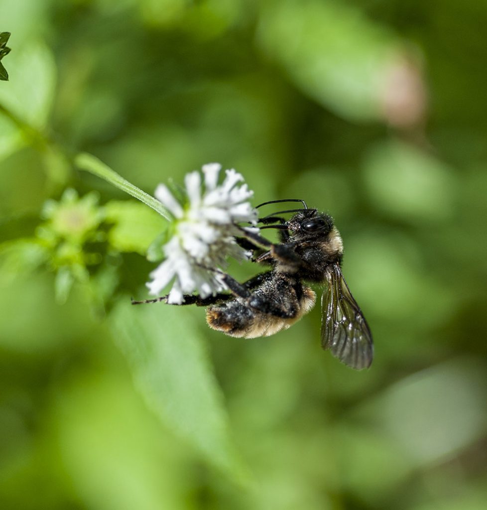 bee on white flower in garden