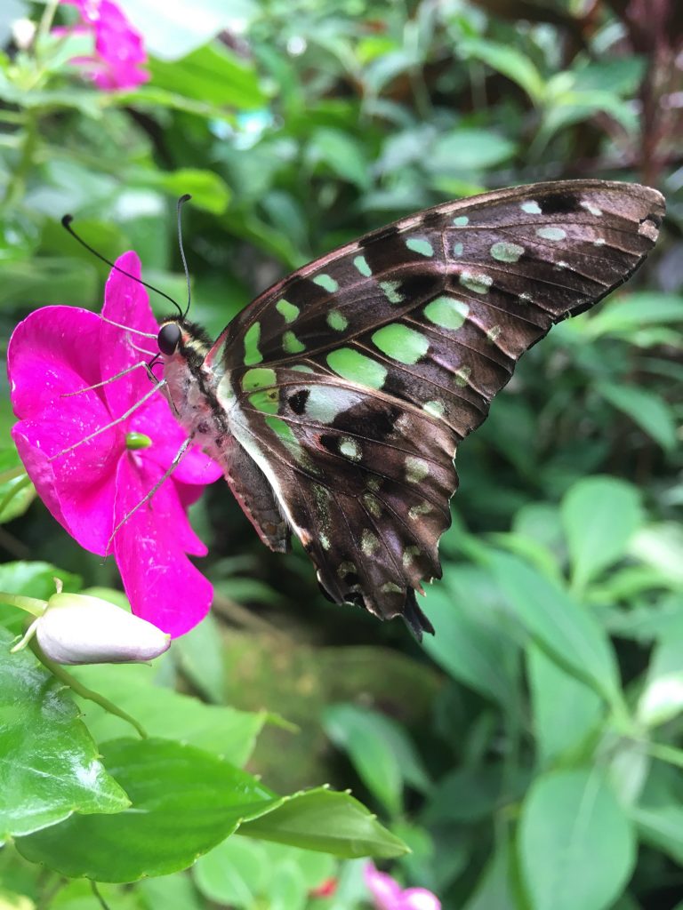 dark brown and green butterfly sitting on a vibrant pink flower