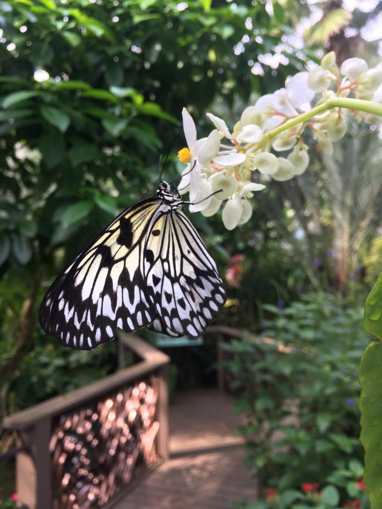 black and white butterfly sitting on a cluster of white flowers.