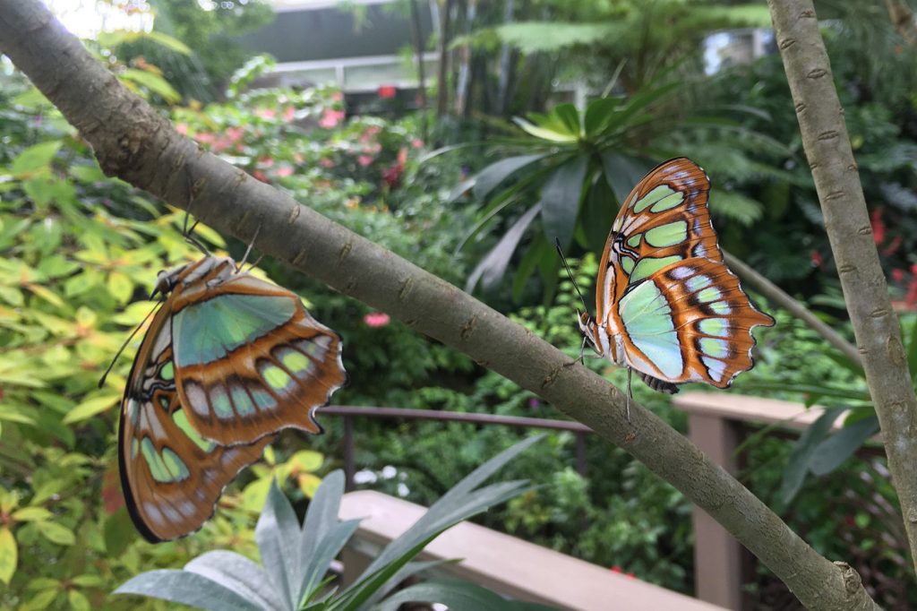 Two Malachite butterflies with closed wings. The wings are light brown with many light green, darker brown and cream colored markings.