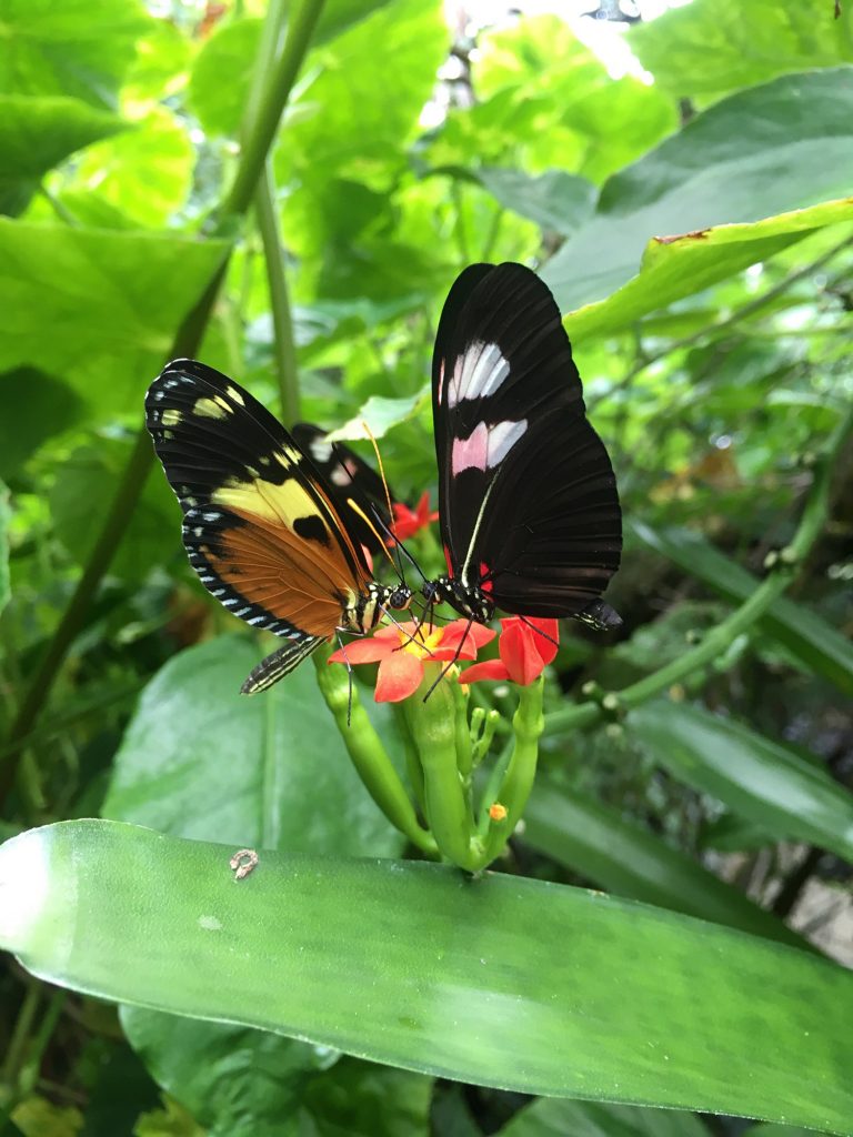 A black and orange and a black and white butterfly sitting on small red flowers