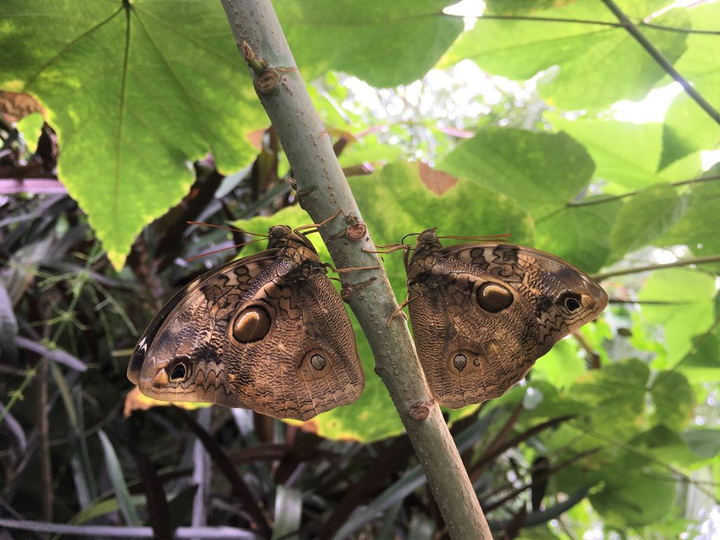 two narrow-banded Owlet Butterflies sitting on branch with their wings closed. The wings are shades of brown with a large eye spots.