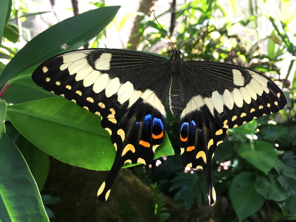 Emperor Swallowtail butterfly with wings open. Butterfly has ‘swallowtail wings’ that end in a long point. The wings are black with pale-yellow spots and stripes and blue and orange marks where the lower wings meet at the body.