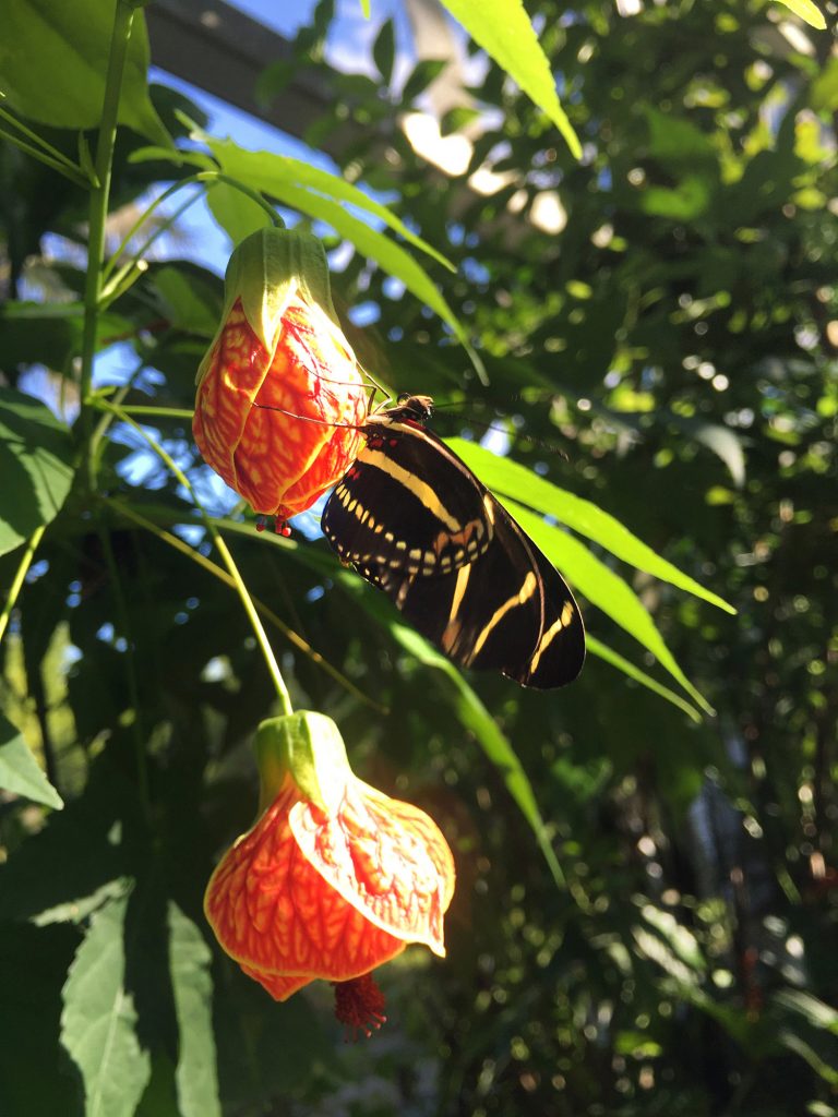 black and white butterfly sitting on a orange and yellow flower