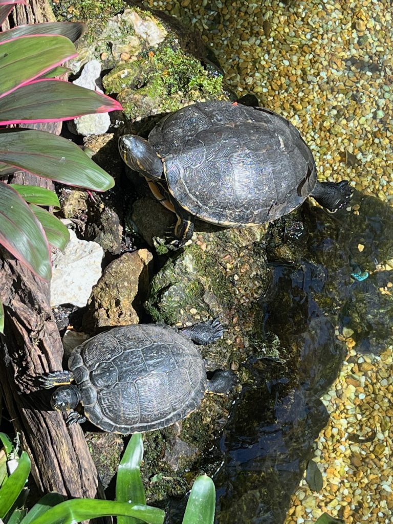two turtles sitting at the edge of the butterfly exhibit's stream