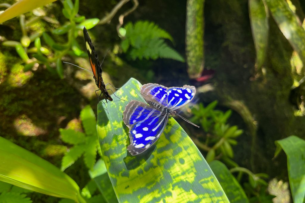 vibrant blue and white butterfly sitting next to a black and orange butterfly on a green leaf