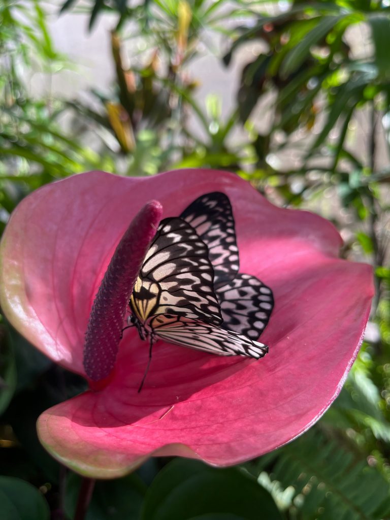 Tree nymph butterfly on a deep pink flower