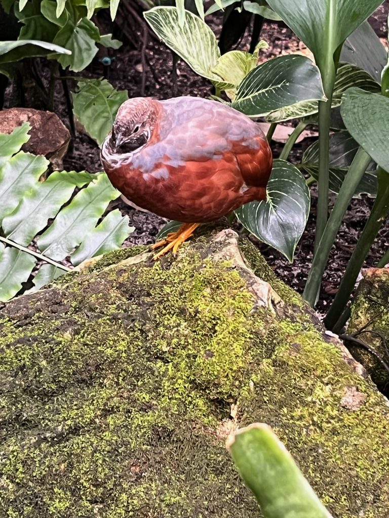 quail sitting on moss covered rock