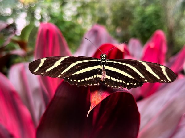 black and yellow butterfly with long narrow wings sitting on a maroon leaf