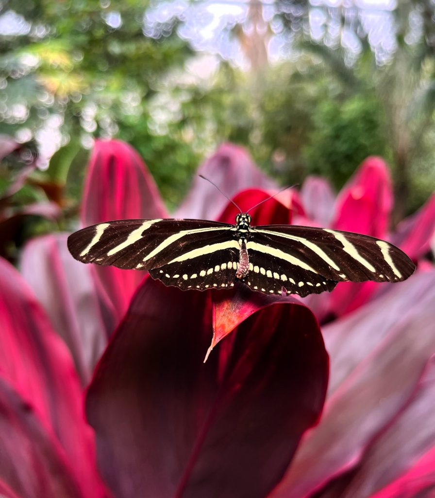 black and yellow butterfly with long narrow wings sitting on a maroon leaf