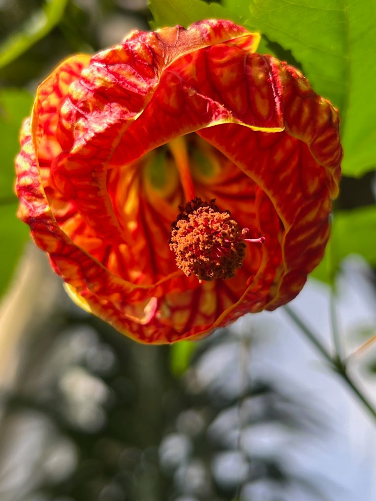 red and orange flower