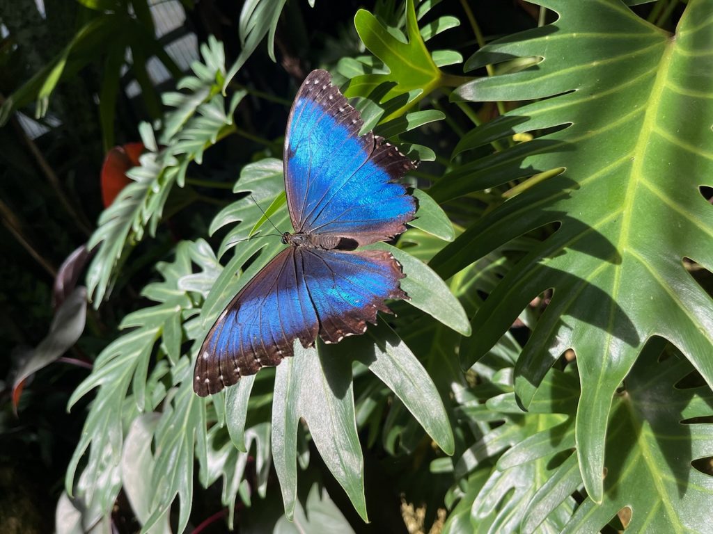Blue Morpho butterfly with open wings. Wings are iridescent blue with black edges.
