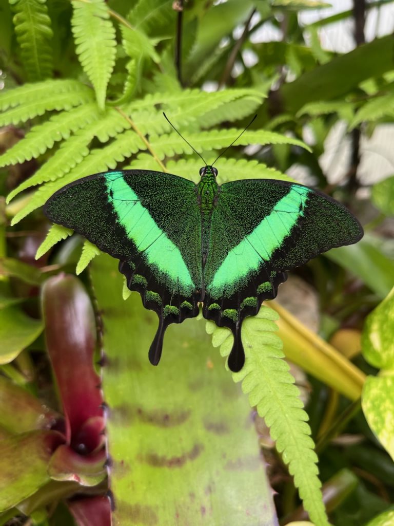 Emerald Swallowtail Butterfly. With its wings open the butterfly is black with many tiny green spots giving it a solid green appearance. There is a solid bright green stripe that forms a ‘V’ across the wings. The long tail 'points' are black