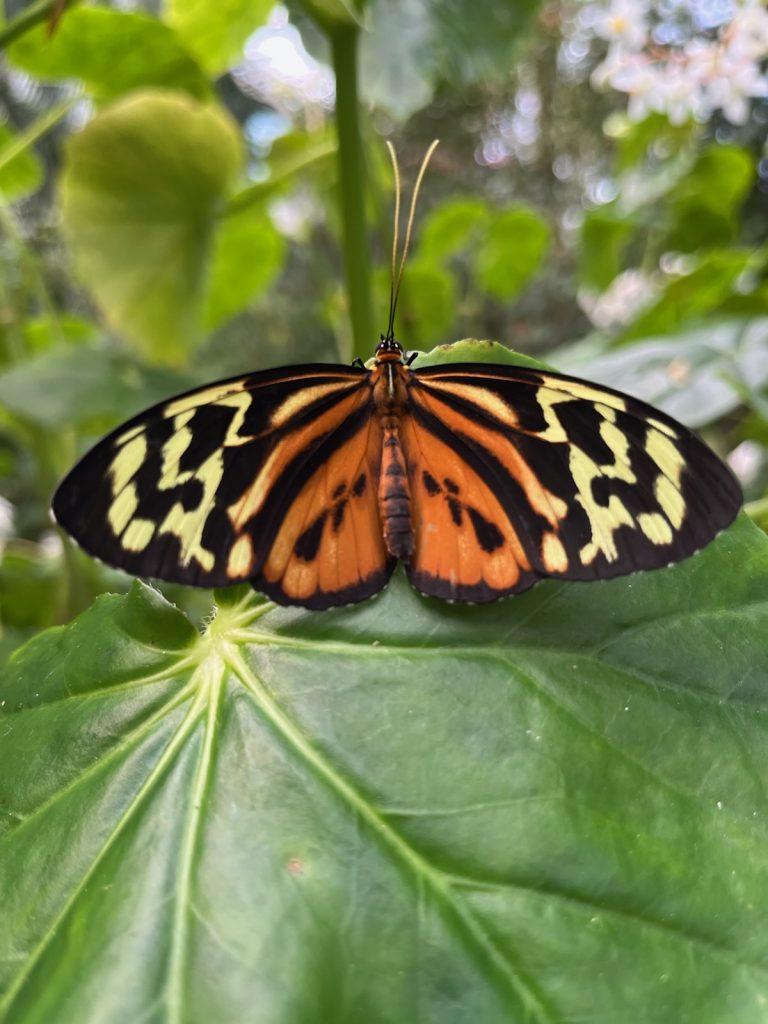 Harmonia Tigerwing Butterfly with wings open. The lower wing is orange, the upper wing has many black, orange and pale-yellow markings with the pale-yellow markings near the wing tip. The body is orange and black.