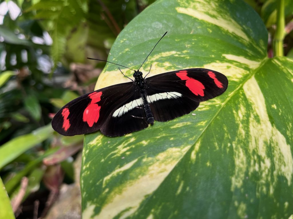 Black butterfly with long narrow wings. The upper wing has two vertical red bands, the lower wings have one horizontal white band.