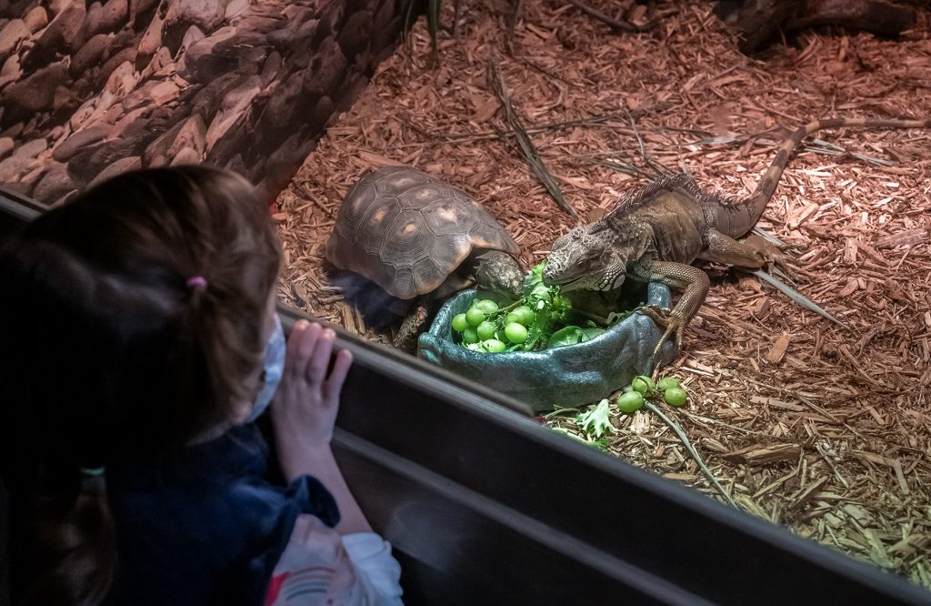 young visitor looks into a display with live turtle and iguana eating
