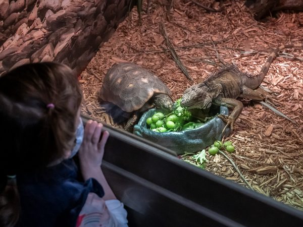 young visitor looks into a display with live turtle and iguana eating