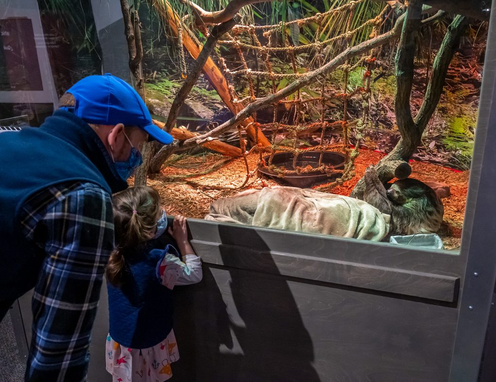 visitors look into a display with a live sloth