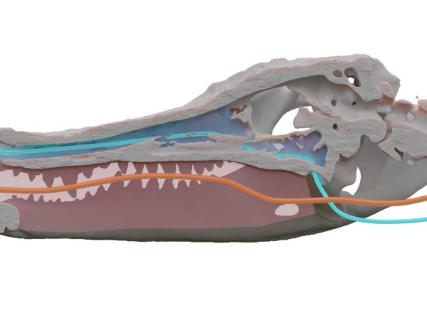model of alligator skull showing are passing through the snout and through the mouth