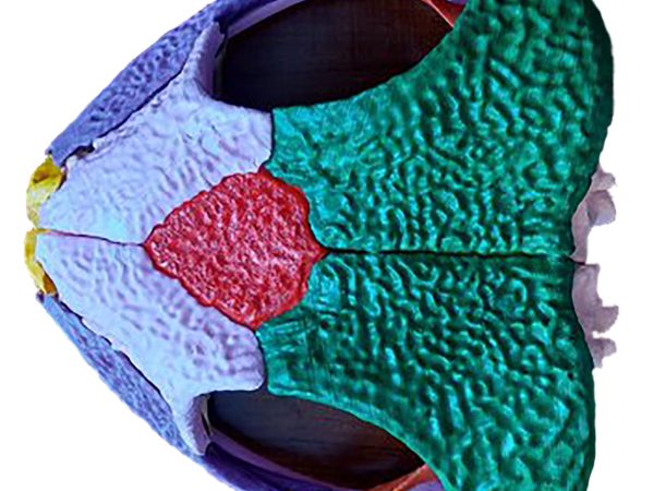 scan of frog scull showing the parts of the skull in different colors