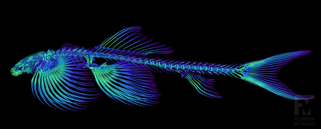CT scan of cave angel fish in blue and green
