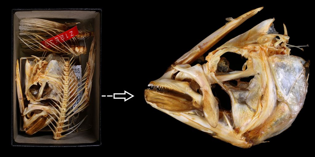 fish bone specimen in a box and a photo of the fish specimen head