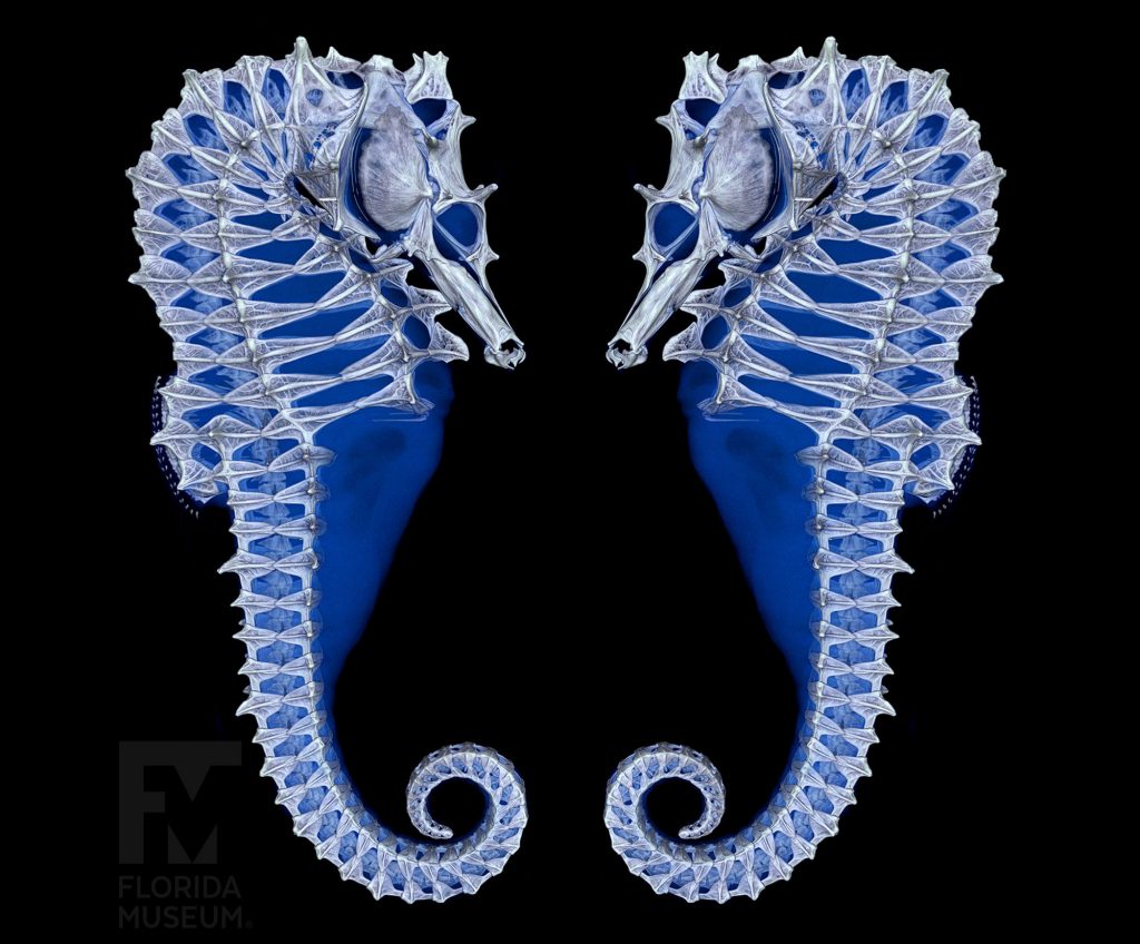 scan of seahorse, showing the right and left side