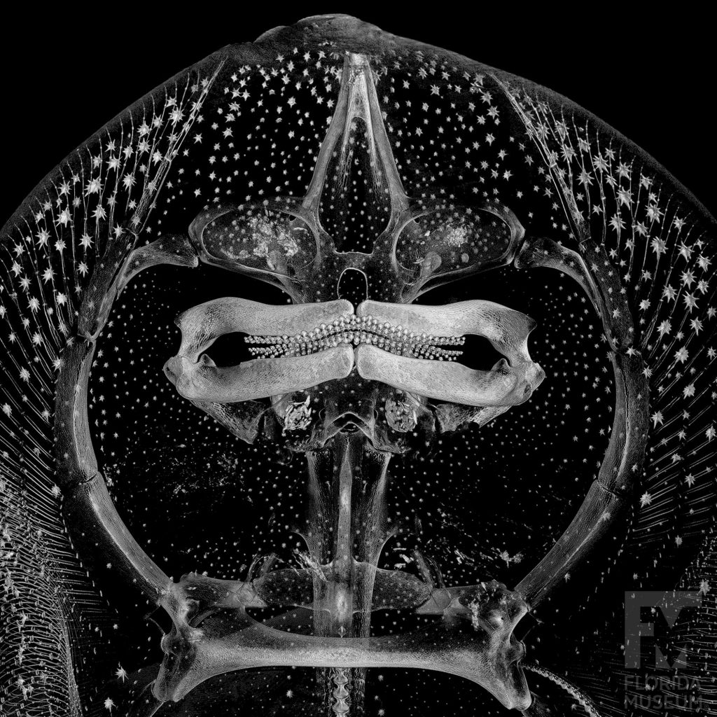 scan of Thorny Skate showing jaw and eye sockets