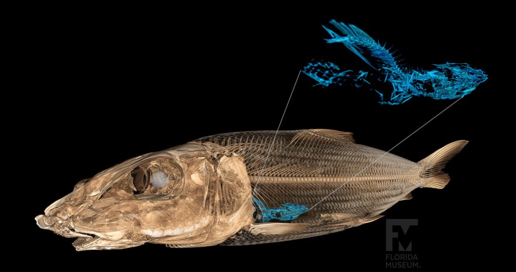 CT scan of a fish showing its last meal. Fish specimen is tan and the bones of the meal are blue