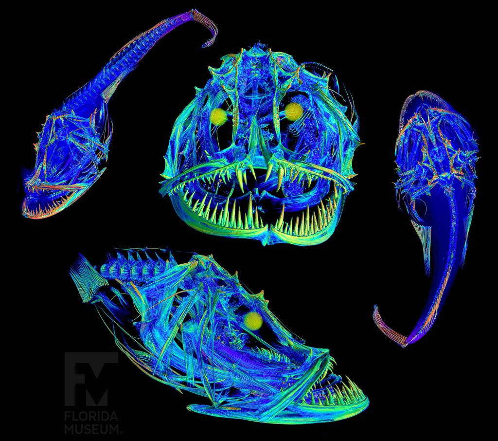 multiple scans of a monkfish showing the fish ad different angles, the side, straight on and from above. Scans are in shades blues, greens, yellows and red. Fish had a large jaw with many teeth