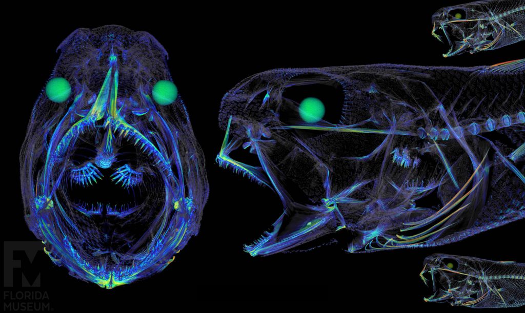 scan of Furry whiptail. First can shows the fish strait on, the second scan shows it from the side. Scan is in blues and greens showing prominent teeth and eyes