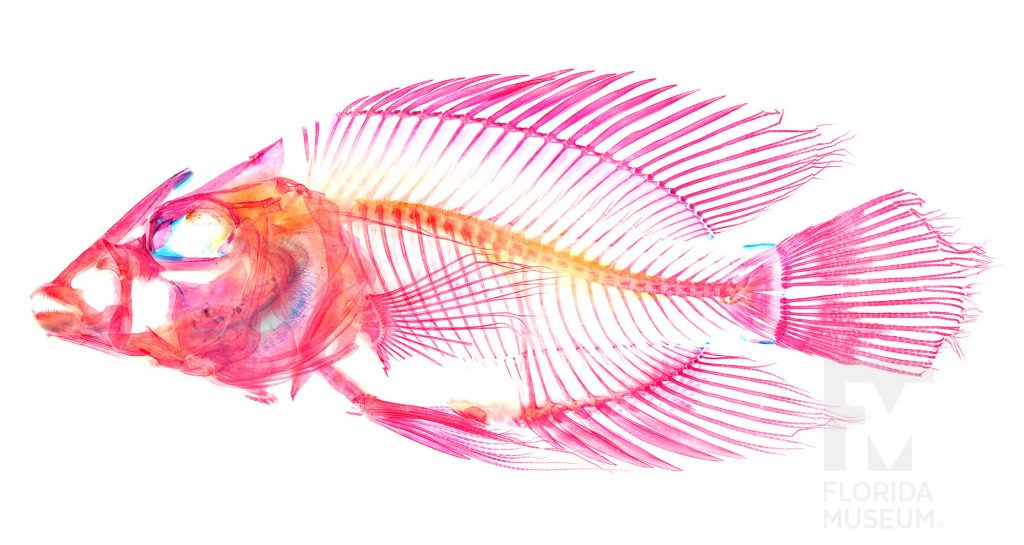 fish specimen stained in pink, orange, and blue