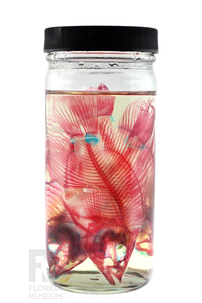 jar of stained fish specimens