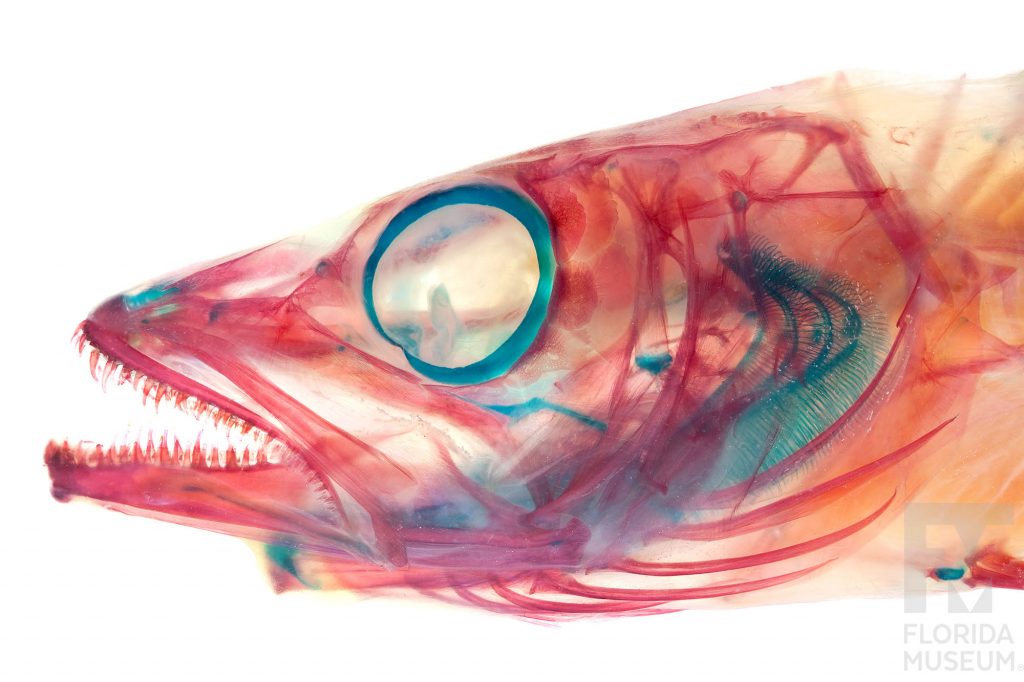 stained fish specimen head. Stain is pink and blue