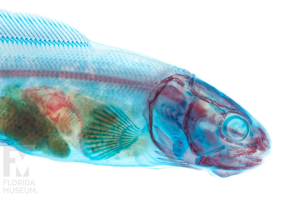 fish specimen stained blue, pink and purple