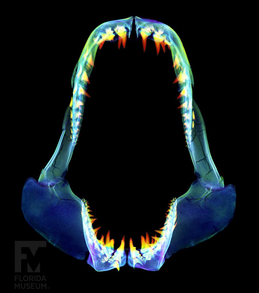 CT scan of shark jaw, the densities are shown in different colors red, green, blue and yellow