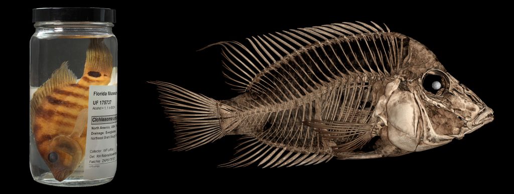 two fish specimens, one in a jar with specimen label and one is a CT scan of the bones of the fish