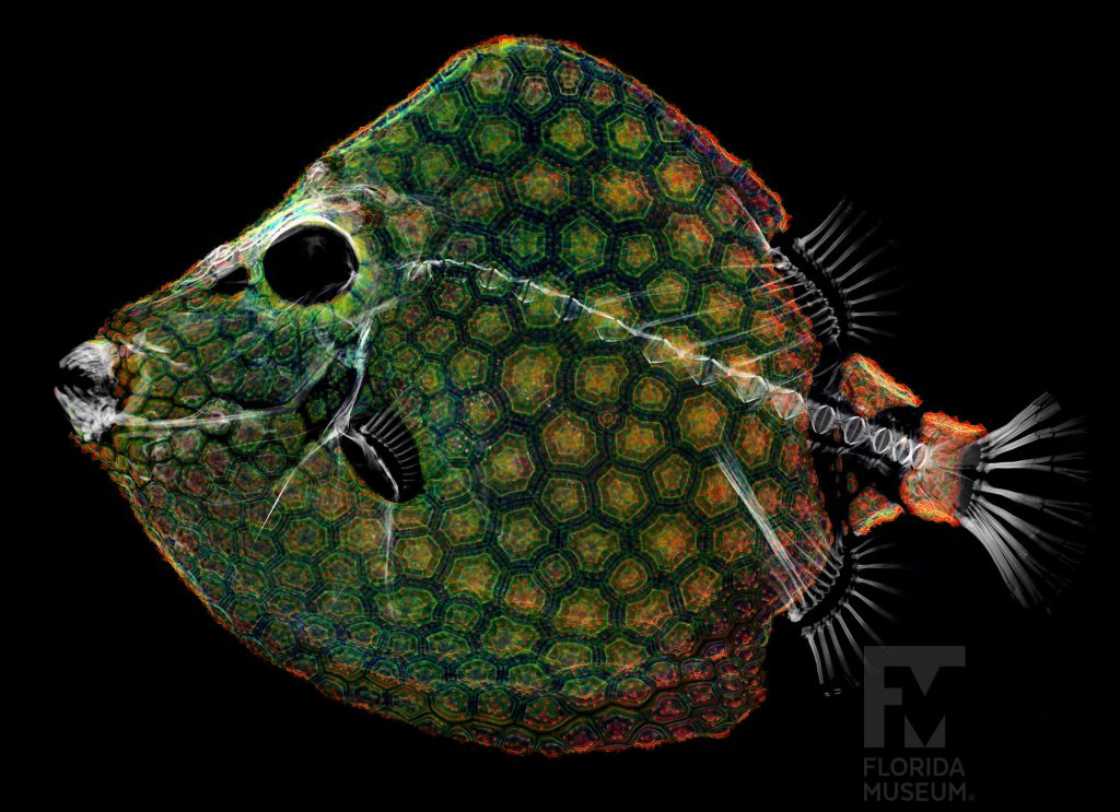 scan of White-barred Boxfish in green, reds, blue and orange