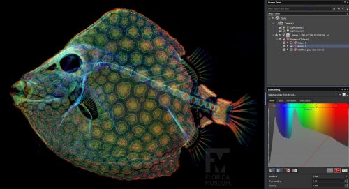 scan of fish specimen in a rainbow of colors to show the density of the tissue (blue, green, yellow, red)