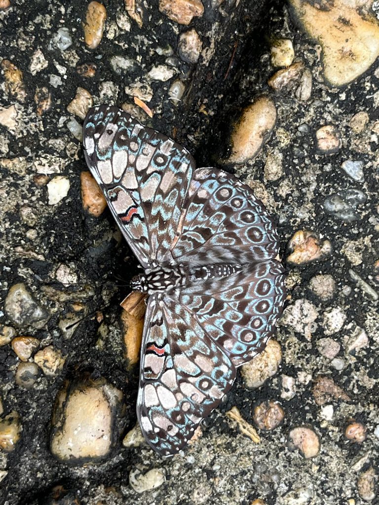 butterfly sitting on gravel path with its wings spread. The pattern on the butterfly's wings blend into the pattern of pebbles in the path.