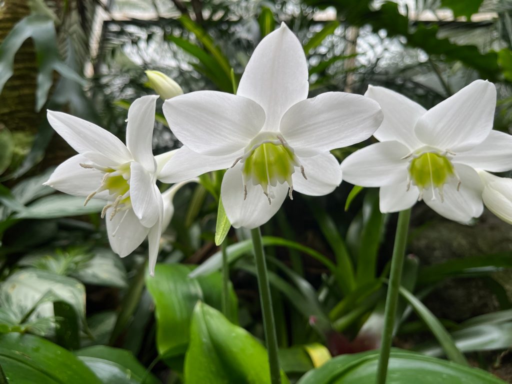 three white flowers