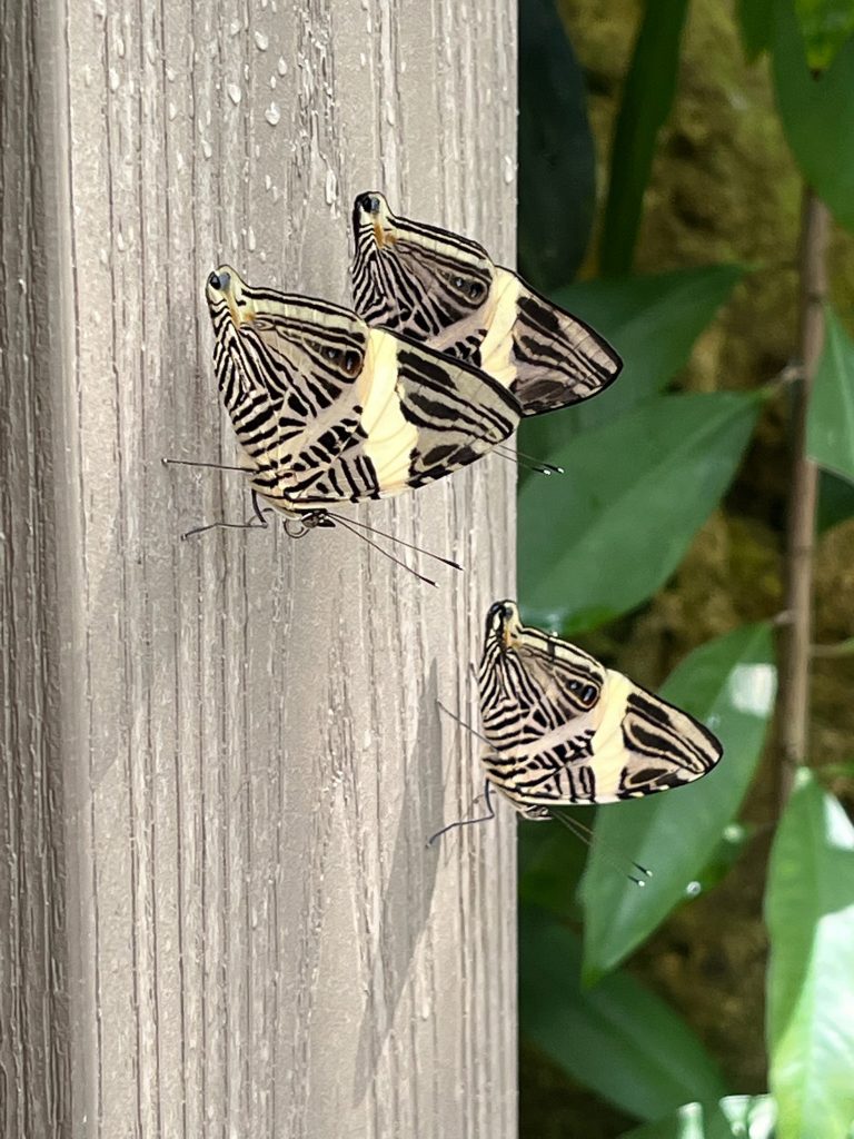 Three black and pale-yellow butterflies with intricate patterned wings sitting on a wooden rail