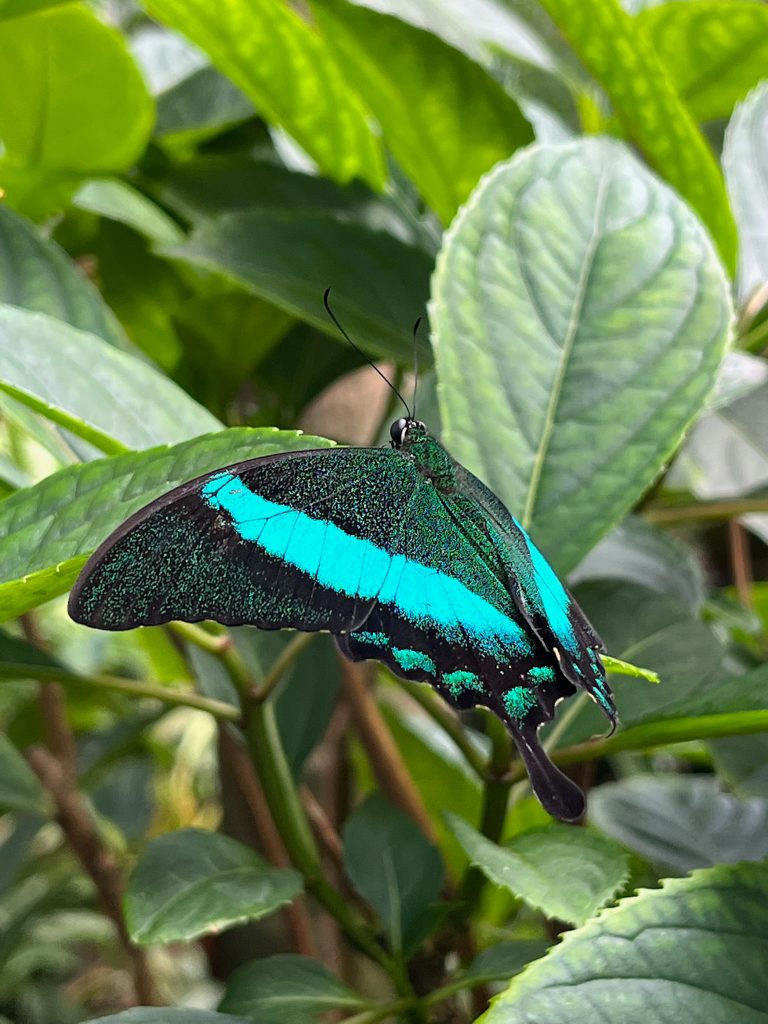 black butterfly with vivid green markings
