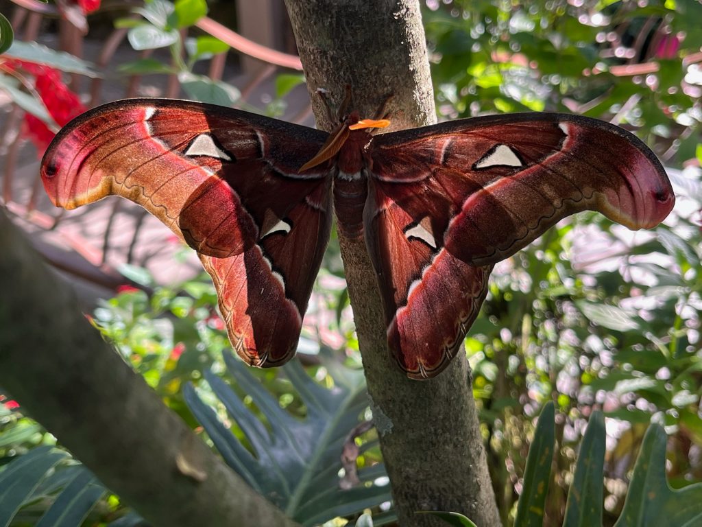 large brown moth with its wings spread