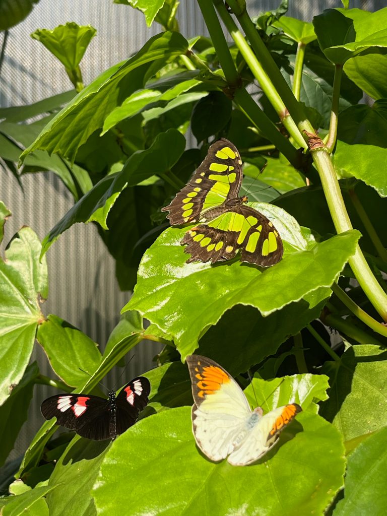 three butterflies of different species sit on green leaves.